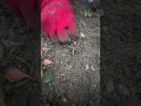 ニンニクが好きな木はどれですか?なぜ特に彼らの足元に植えるのでしょうか？  庭園