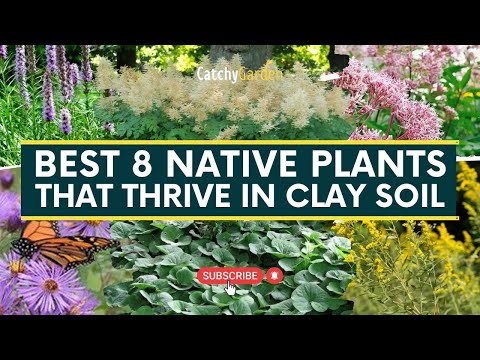 , title : 'Best 8 Native Plants That Thrive in Clay Soil 🌷🌾🍃 // Gardening Tips'