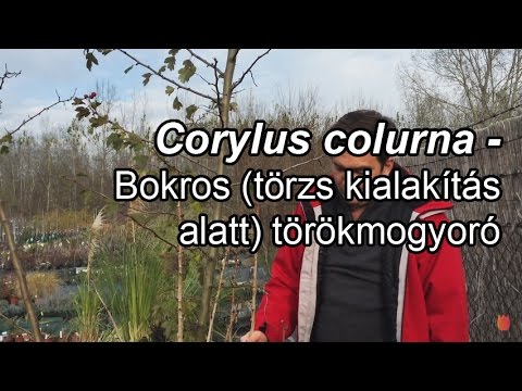 Corylus colurna - Bokros (törzs kialakítás alatt)  törökmogyoró