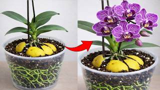 Place one piece under a flowering orchid! It will suddenly bloom profusely