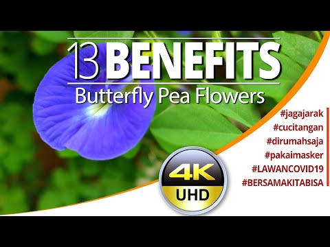download lagu mp3 mp4 Benefits Of Butterfly Pea Flower, download lagu Benefits Of Butterfly Pea Flower gratis, unduh video klip Benefits Of Butterfly Pea Flower