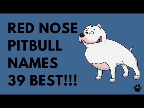 download lagu mp3 mp4 Badass Female Pitbull Names, download lagu Badass Female Pitbull Names gratis, unduh video klip Badass Female Pitbull Names