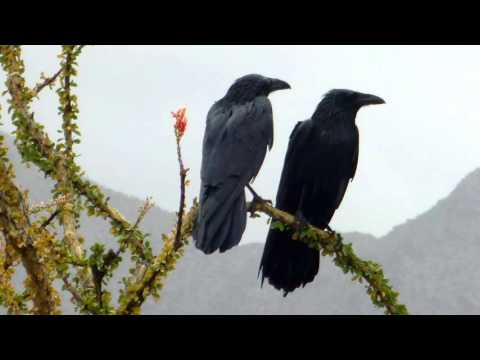 Mystic Meditation Tibetan Gongs Bells - 50 minute healing sound bath session