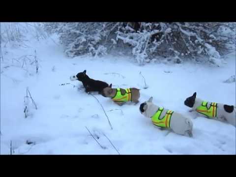 собачьи игры в снегу