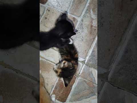 Estos bebés fueron abandonados en Arboletes Antioquia