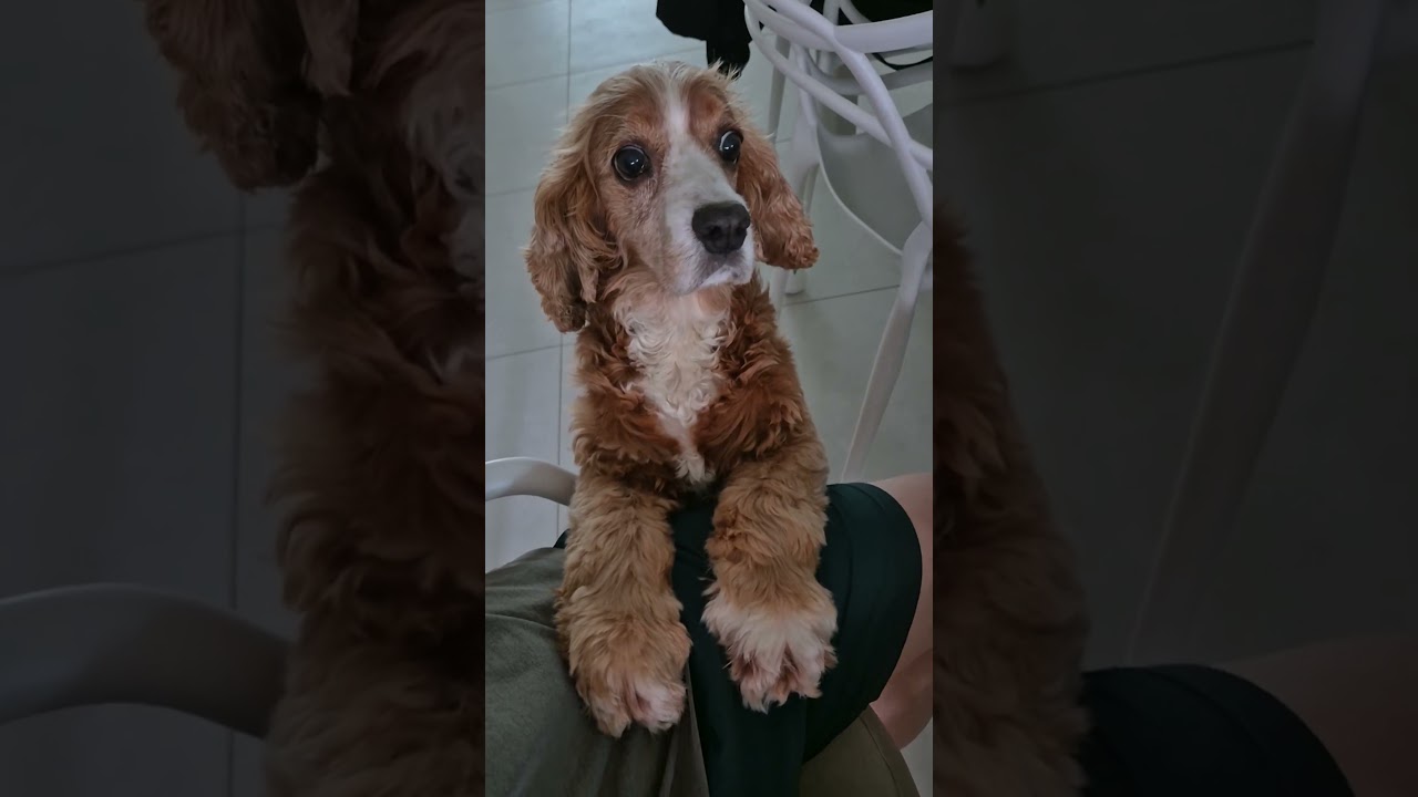 Enlarge Nicole, a Adoptable Cocker Spaniel in South San Francisco, CA video 3/3