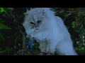Snowbell Salva Stuart O Pequeno Stuart Little 2000 DUBLADO HD