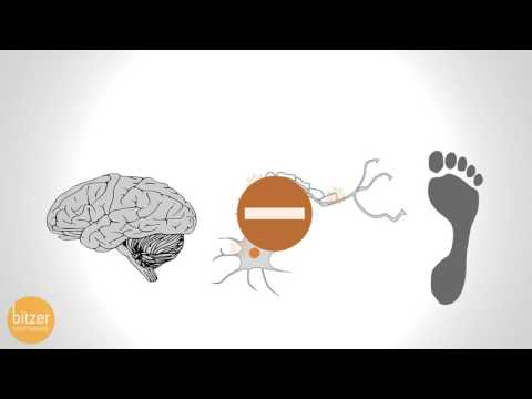 Gliedmaßen Polyneuropathie bei Diabetes Parasiten verursachen Diabetes