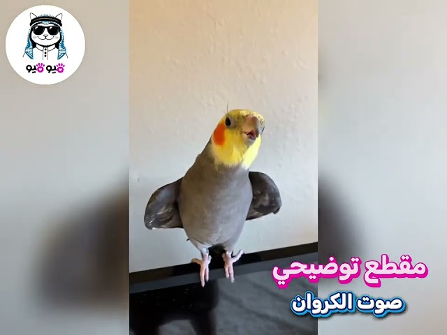 ببغاء كروان لاتينو