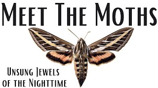 Meet The Moths: Unsung Jewels of the Nighttime