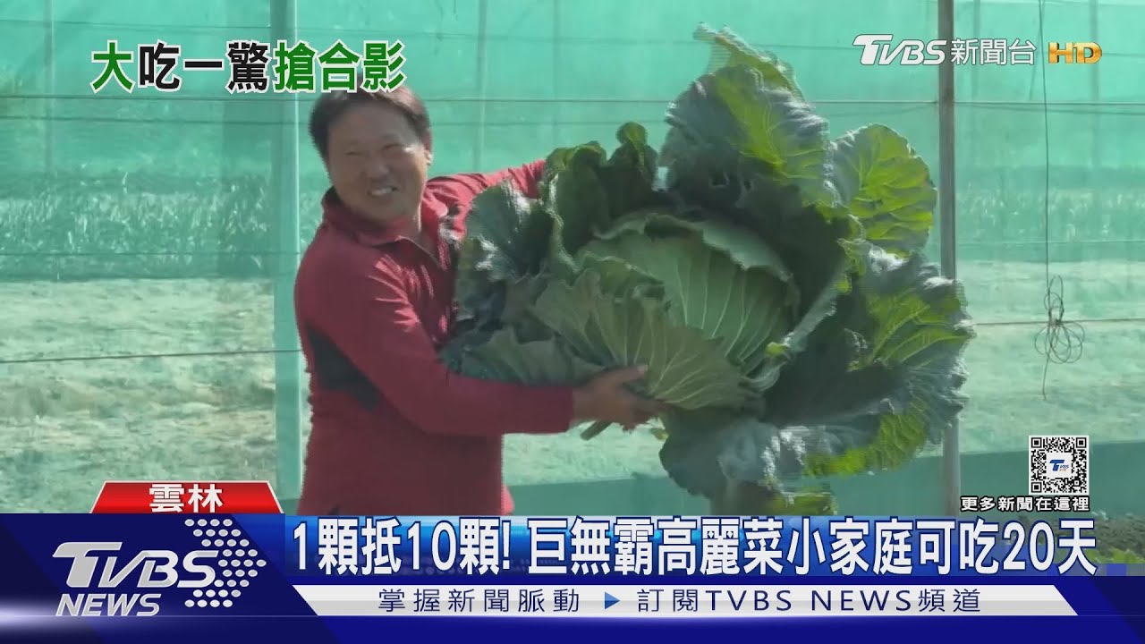 1顆抵10顆！20斤巨無霸高麗菜小家庭可吃20天