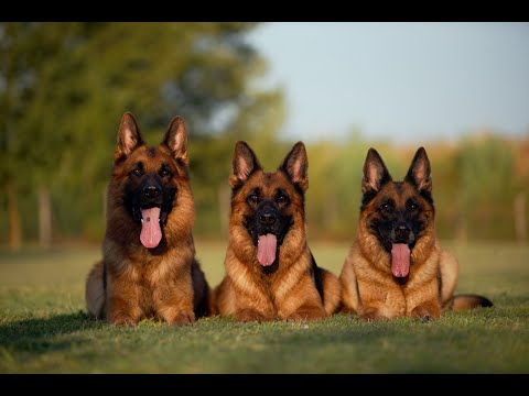 The Webachtal Record