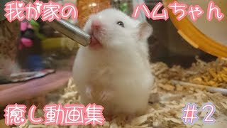 【ハムスター】我が家のハムちゃん癒し動画集 part2