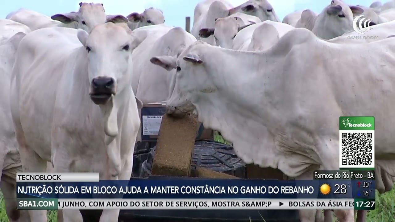 Suplementação sólida ajuda a manter o desempenho do rebanho no período de transição águas-seca