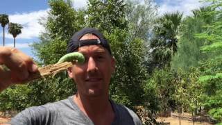 I Lost All The Pepper Plants in My Garden because of THIS!