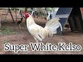 White Kelso/ White Claret/Biboy Enriquez white kelso