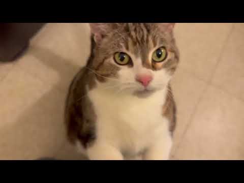 Reese (deserves a loving forever home), an adopted Tabby Mix in Waterbury, CT_image-1