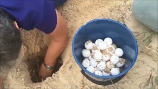 This is what sea turtle eggs look like