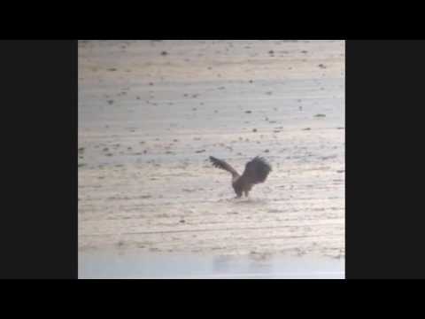 Ung Havørn på Ballum sluse forland i færd med at æde en Bramgås som den slog for øjnene af os.