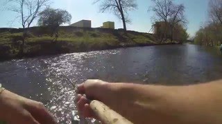 Downtown Pigeon Forge Rainbow Trout