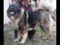 Кавказская овчарка Саян..wmvCaucasian shepherd Sayan. 