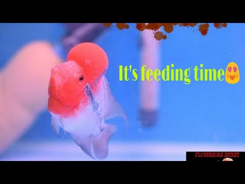 Feeding many varieties of Flowerhorn || Quick Feeding Okiko platinum to Flowerhorn. Video