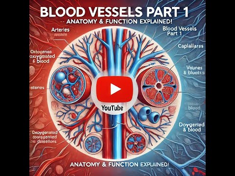 A&P 2 Lecture: Blood Vessels Part 1
