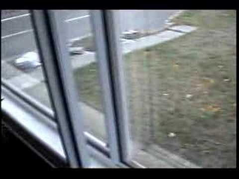 Feral Cat and Steller's Jay