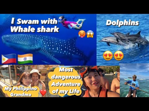 SWIMMING WITH WHALE SHARK IN PHILIPPINES ???????? CEBU OSLOB