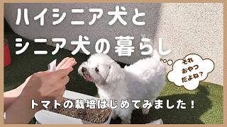 【ハイシニア犬とシニア犬の暮らし】18歳のムーちゃんと9歳のポポ、今回はトマト栽培をのんびり始めてみました🍅日向ぼっこする姿も可愛いです♡