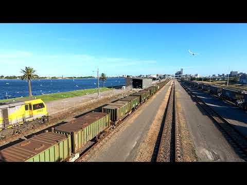 A crazy amount of birds at Carrington