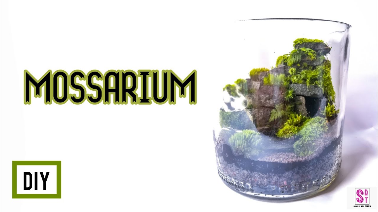 Como hacer un Mossarium -  Tutorial de como hacer un terrario con musgos