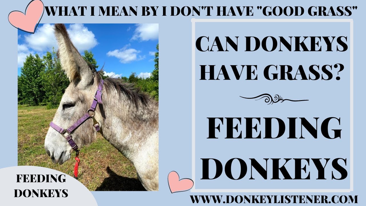 What kind of hay is good for donkeys?