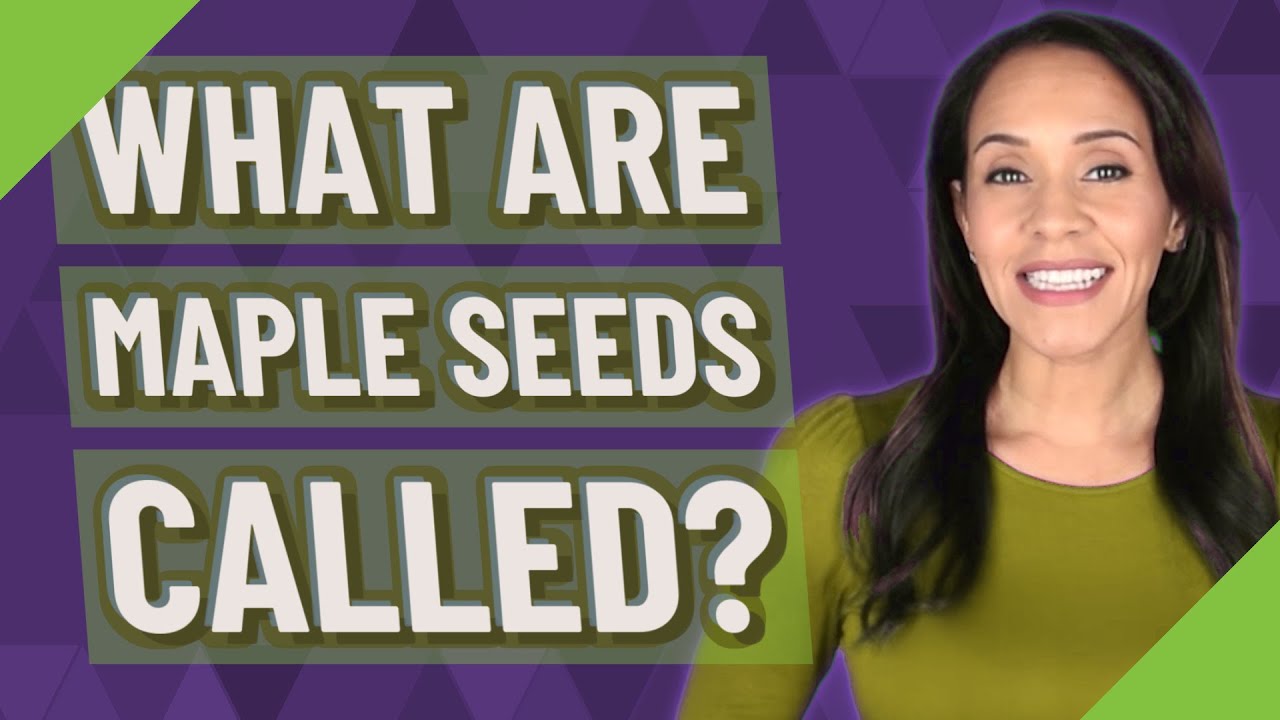 What are maple seeds called?