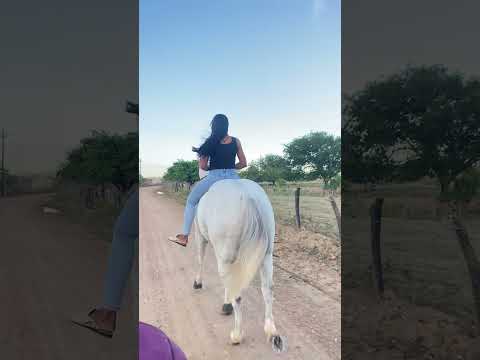 vida no sertão #vaquejada #sertão #vidanocampo #vaqueiro #nordeste #sitiodoquinto #pecuaria #bahia