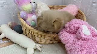 ハーフ犬の動画01