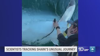11-foot great white shark takes unusual trip around Florida