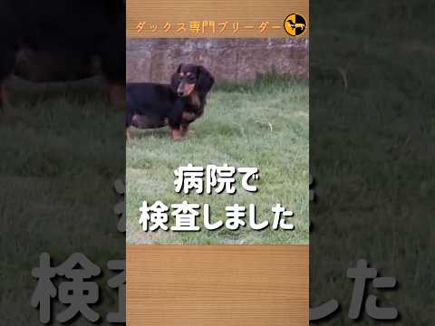 なぜ鶏にタイムを与えるのでしょうか？ブリーダーはそれをどのように利用して、その 3 つの驚くべき利点を享受しているのでしょうか?  庭園