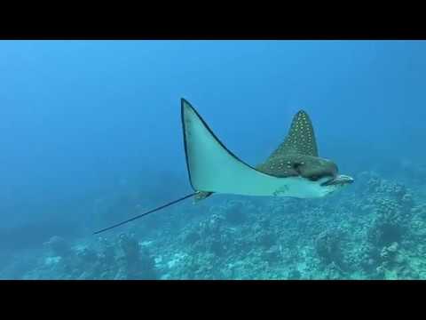 2019/11/13 Gota Abu Dabbab 5 + 2/3 (Marsa Alam)