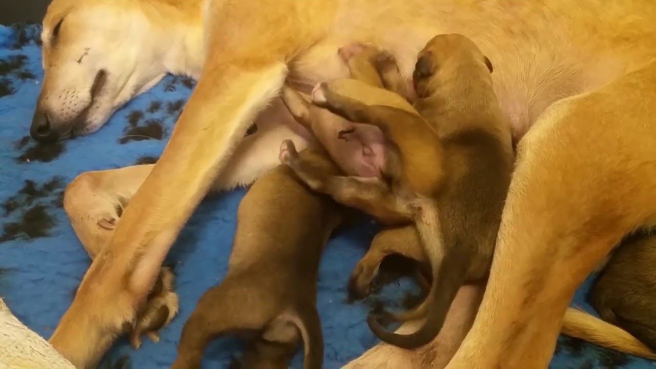 Pups 24 hours old and having lunch