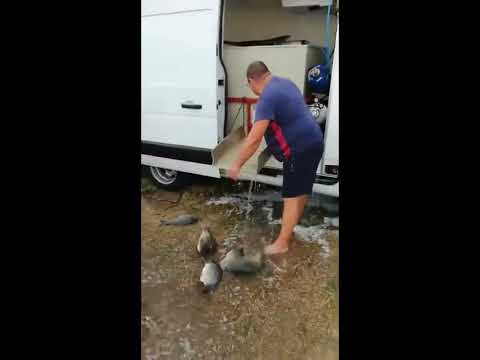 Populare Balta Colonesti - 29 Septembrie 2018