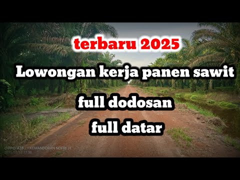 lowongan kerja panen sawit terbaru gaji hingga belasan juta perbulan