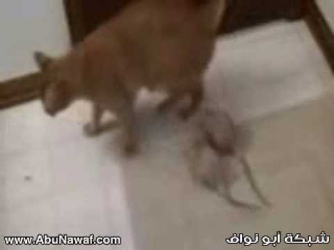 صداقة بين قط وفأر.wmv