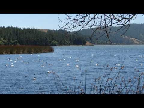 Reserva Laguna Torca | Naturaleza y vida silvestre en Curicó, Maule