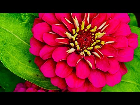 Vrinda garden is live!