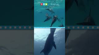 Dolphins #Shorts #ngscience