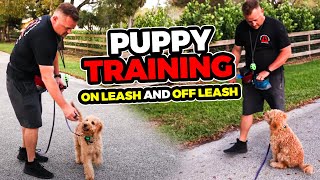 How to Walk Puppy On Leash and Off Leash Training