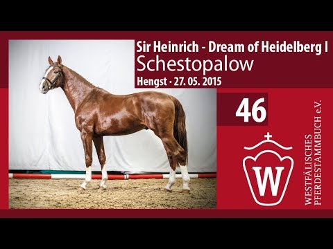 46 Schestopalow Hengst v. Sir Heinrich - Dream of Heidelberg I  Longe
