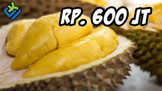 Download lagu Buah Termahal Ini HARGANYA BIKIN PUYENG, Lihat Apa Kelebihannya mp3 Download lagu Buah Termahal Ini HARGANYA BIKIN PUYENG, Lihat Apa Kelebihannya mp3