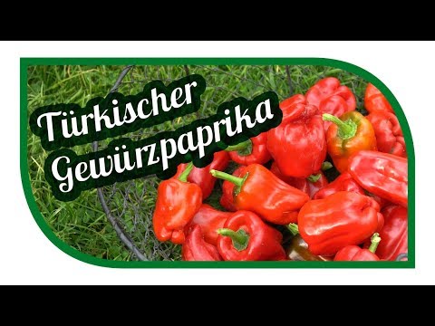 , title : 'Paprika erfolgreich anbauen 🌶 Gewürzpaprika pflanzen 🌶 Türkischer Gewürzpaprika'